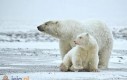 Niedźwiedź polarny albinos