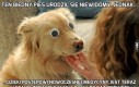 Ten biedny pies urodził się niewidomy, jednak...
