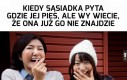 Zaginiony pies