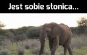 Słonie nie są głupie...