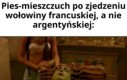 Zupełnie inne parametry psa