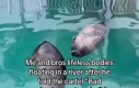 Burritos banditos