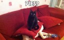 Pies?