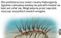 A umierając stawał się mewą