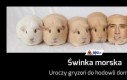 Świnka morska