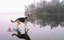 Pies chodzący po wodzie