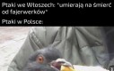 Polskie ptaki