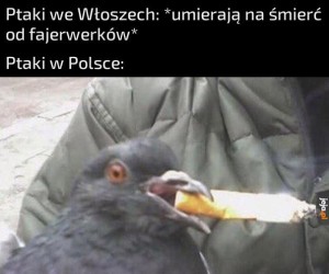 Polskie ptaki