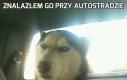 Znalazłem go przy autostradzie