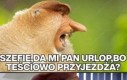 Dziękuje szefie
