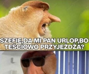Dziękuje szefie