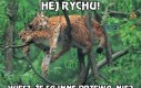 Przytulasty Rychu