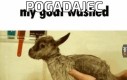 Pogadajec