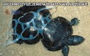 Jak zanieczyszczenie wód wpływa na żółwie