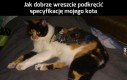 Mój kot ma ciężkie życie