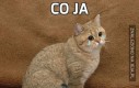 Co ja