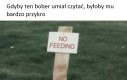 Jak masz bobra, to sprawa dobra