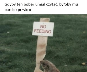 Jak masz bobra, to sprawa dobra