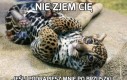 Nie zjem Cię