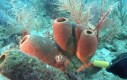 Oddychająca rafa koralowa
