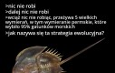 Zaprawdę, mieczogon jest najdoskonalszym dziełem Stwórcy