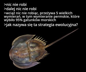 Zaprawdę, mieczogon jest najdoskonalszym dziełem Stwórcy