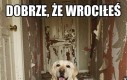 Pies zwala na Ukraińców