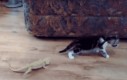 Kociak vs jaszczurka