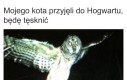 Ucz się pilnie kiciuś