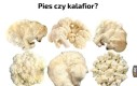 Lubię kalafiora z masełkiem i bułką tartą