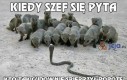 Kiedy szef się pyta