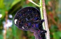 Kosmiczna gąsiennieca (eudocima phalonia)