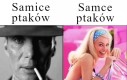 Inaczej niż u ludzi