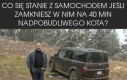 Nadpobudliwy kot sam w samochodzie