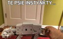 Te psie instynkty...