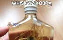 Whisky z kobrą