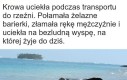 O Krowie, która jeździła koleją