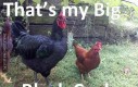 ,,Big black cock''