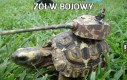 Żółw bojowy