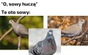 Łatwo się pomylić