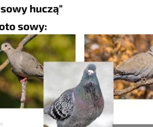Łatwo się pomylić