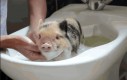 Szczęśliwa, mała świnka bierze kąpiel