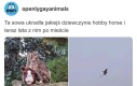 Potrzebujemy więcej takich sów