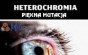 Heterochromia - piękna mutacja