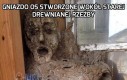 Nic z tego, ja stąd idę!