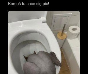 Ej, ty, wracaj na gzyms!