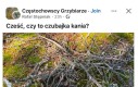 Ten chyba trujak