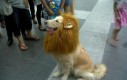 Uwierz mi, jestem lwem