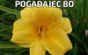 Pogadajec bo