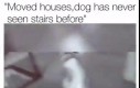 Dorosły pies po przeprowadzce pierwszy raz widzi schody